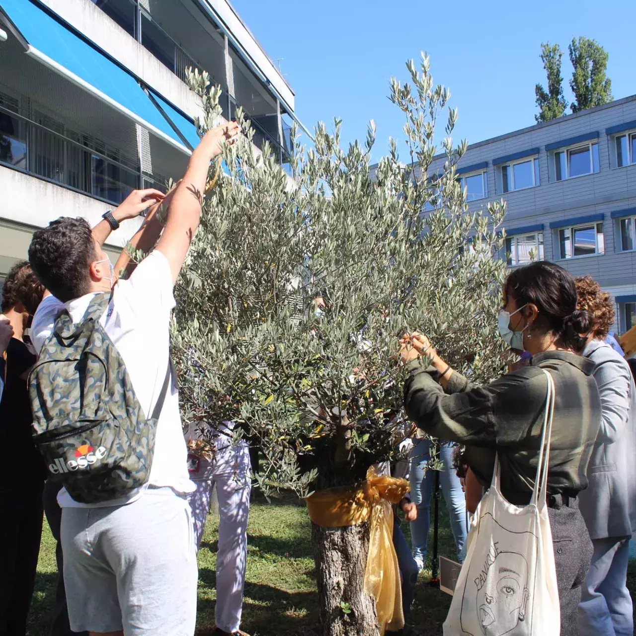 Olivie - Article Panorama 2021