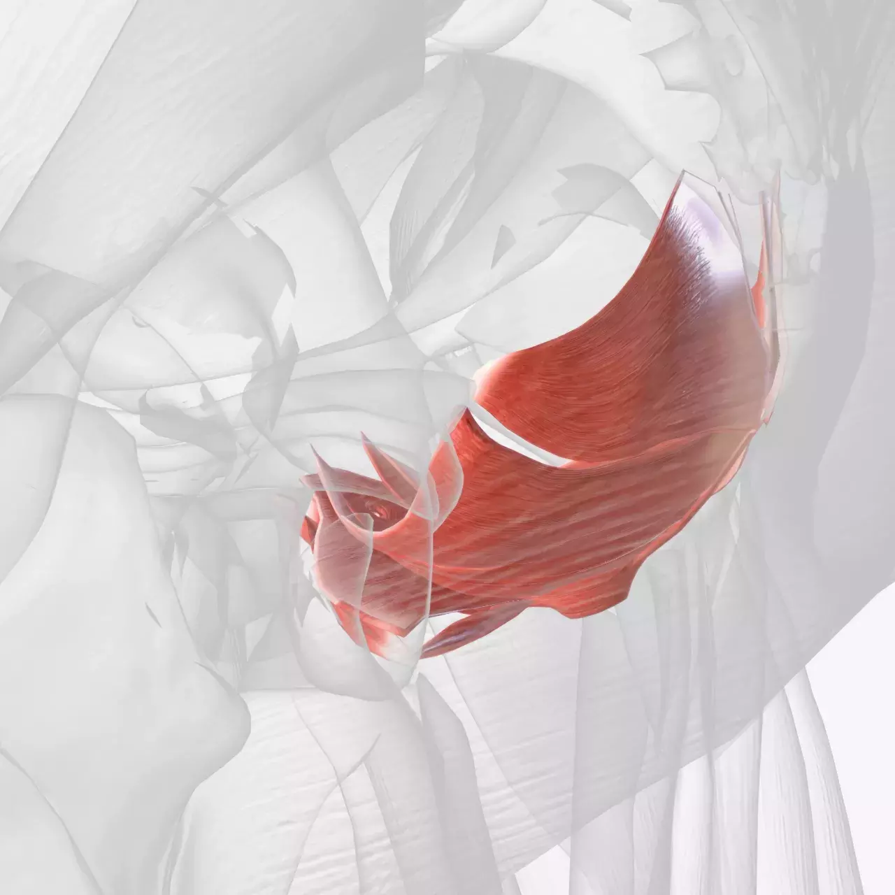 chirurgie périnéale